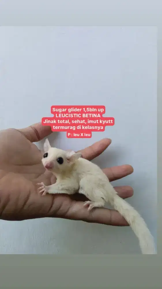 Leucistic betina anakan sg sugar glider