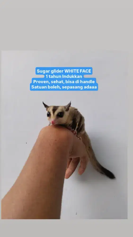Induk an sepasang jantan betina white face sugar glider sg
