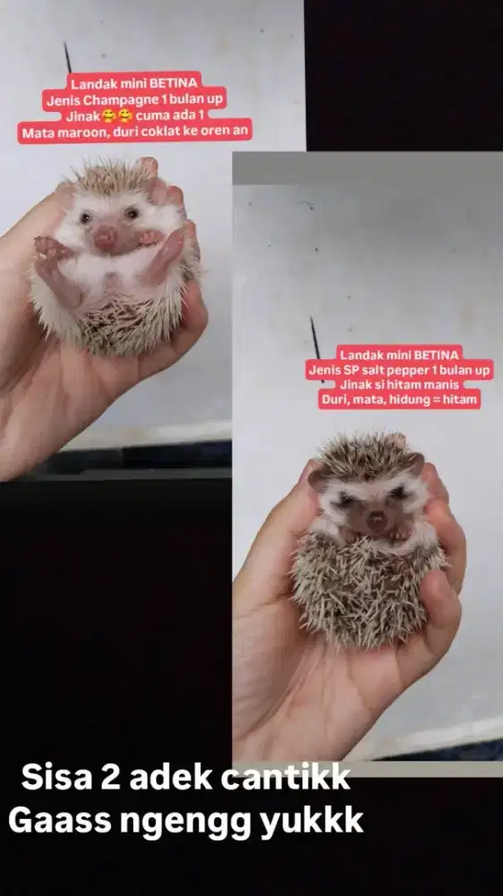 Landak mini hegdehog betina