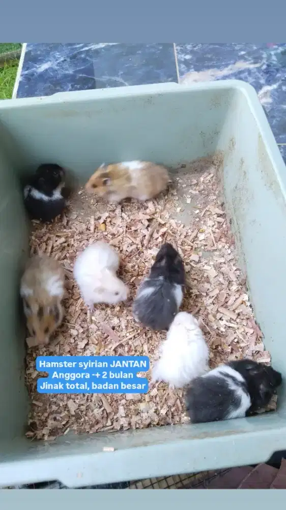 Hamster syirian anggora long hair bulu tebal