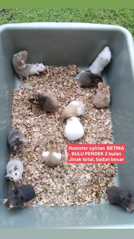 Syirian bulu pendek domspot hamster marmut kelinci sg