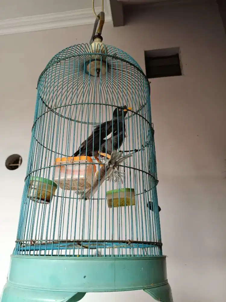 Dijual burung jalak hitam full set