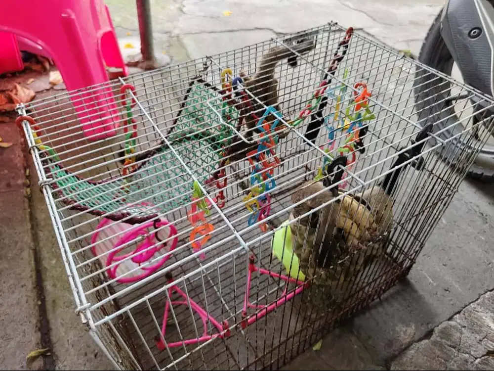 Jual BORONGAN Sugar Glider