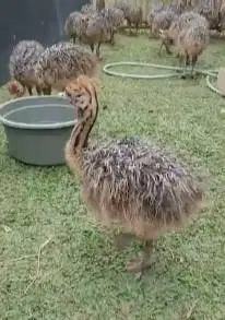 sepasang anakan burung raksasa ostrich 1 bulanan burung oenta exotik
