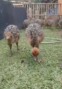 sepasang anakan burung raksasa ostrich 1 bulanan burung oenta exotik