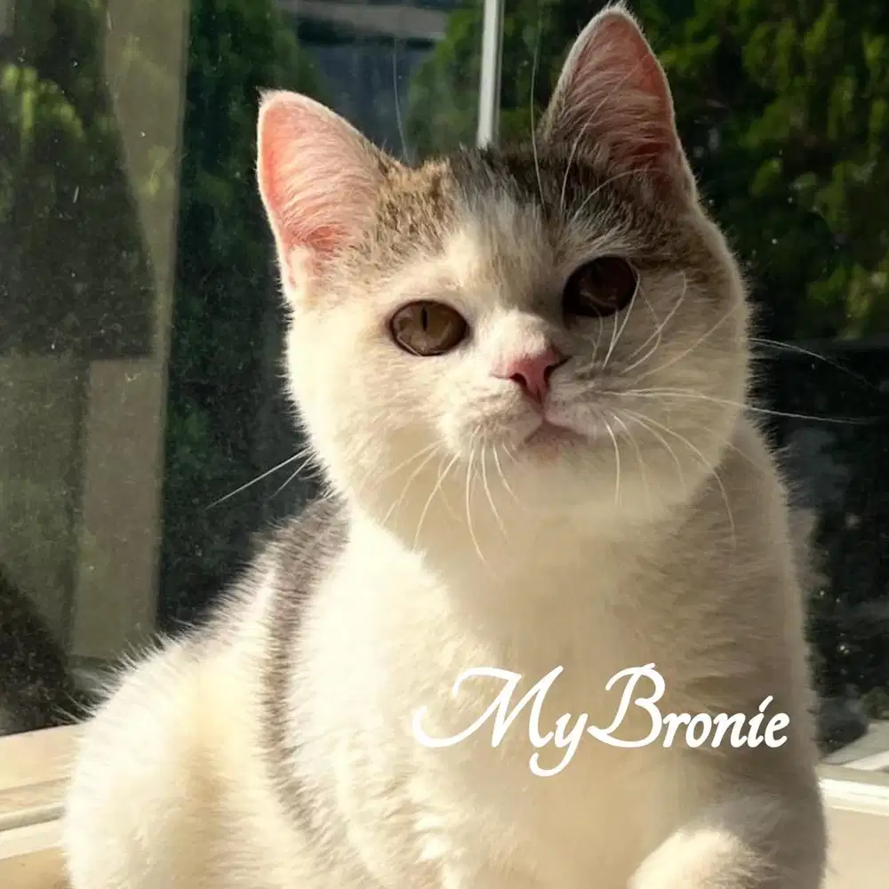 Kucing british shorthair gembul murah meriah