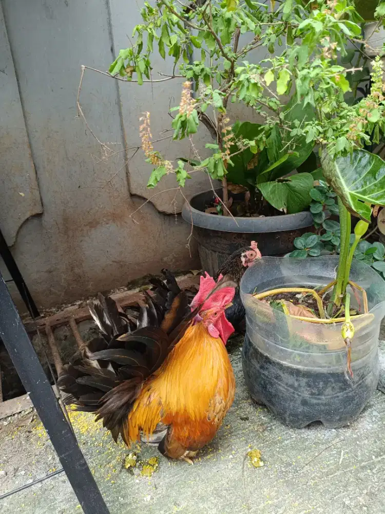 Ayam kate ceper sejodoh