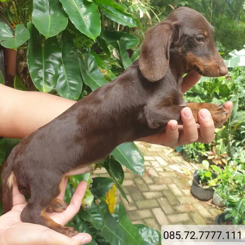 Anak anjing mini Tekel / Dachshund, jantan, minat serius wa no di foto