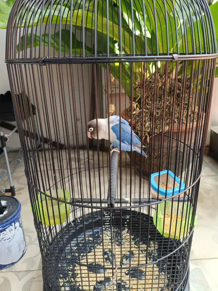 Burung Lovebird pastel full set