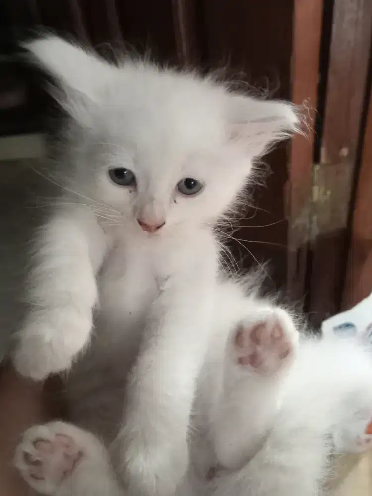 Lepas adopsi kitten Anggora