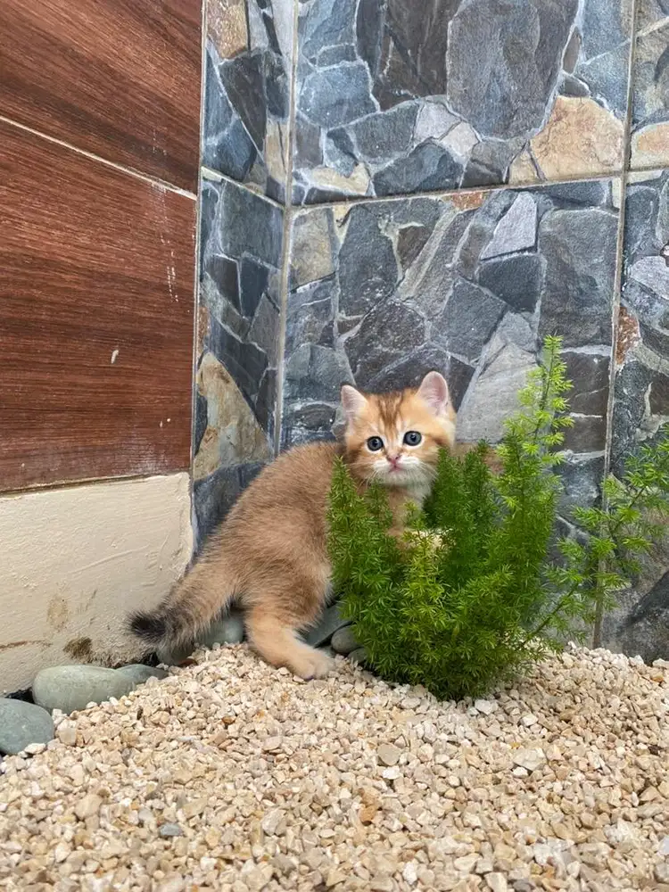 SS / BSH golden jantan pure
