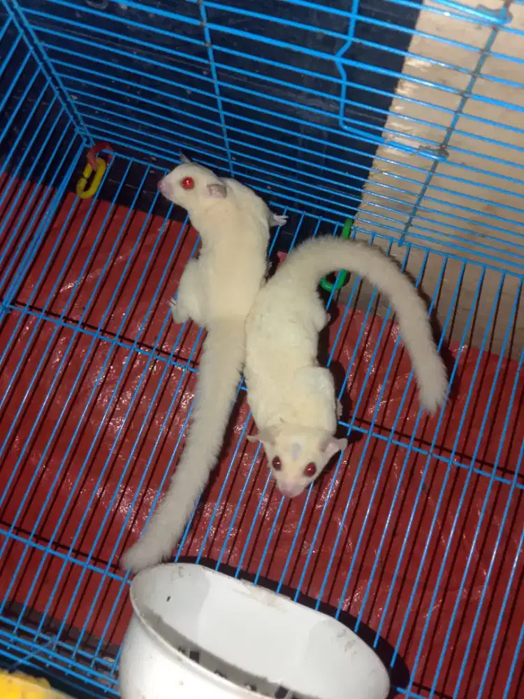 Sugar glider Ruby leu sepasang