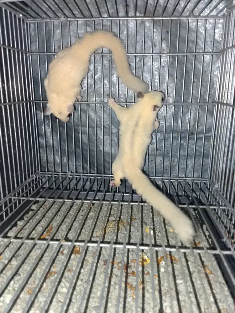 Sugar glider TPM x leu