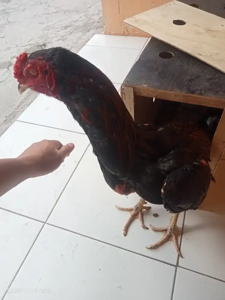 Ayam bangkok klasik