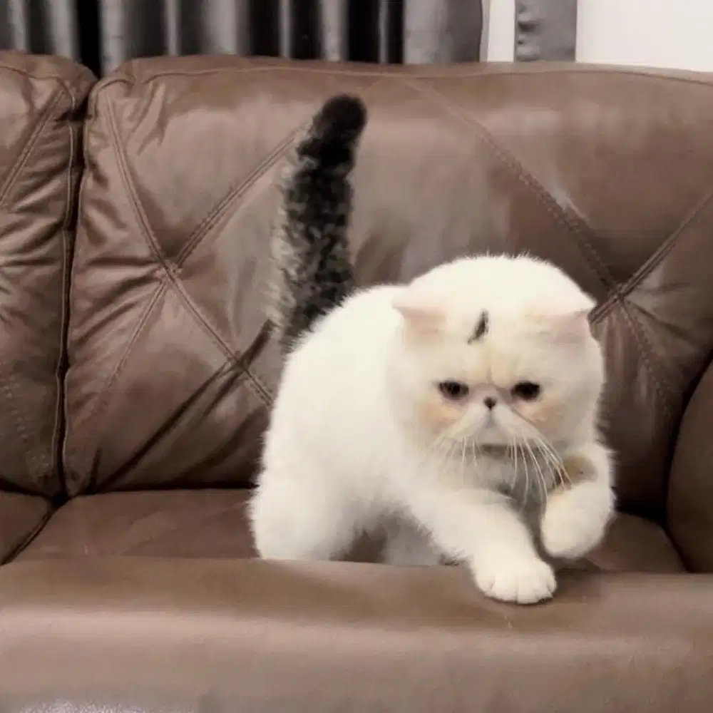 Peaknose Exotic Shorthair Jantan
