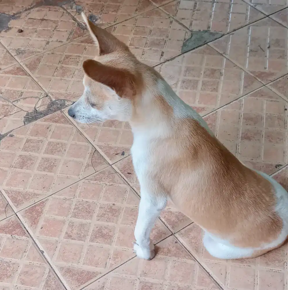 Doggy Mix Agak Mini