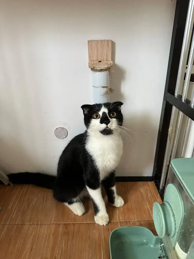 BSH Scottish Fold