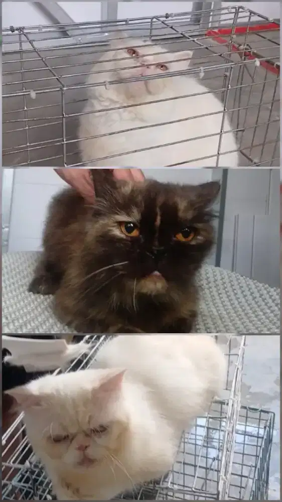 Kucing Flatnose Peaknose 2 Jantan 1 Betina Birahi