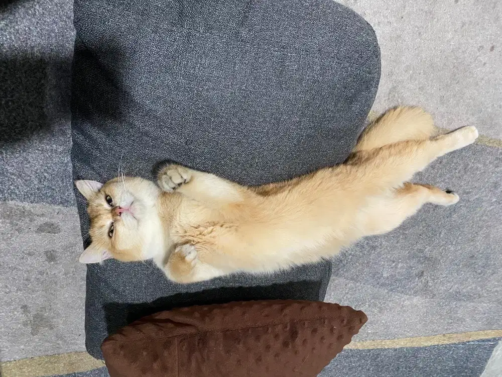 Kucing BSH Golden