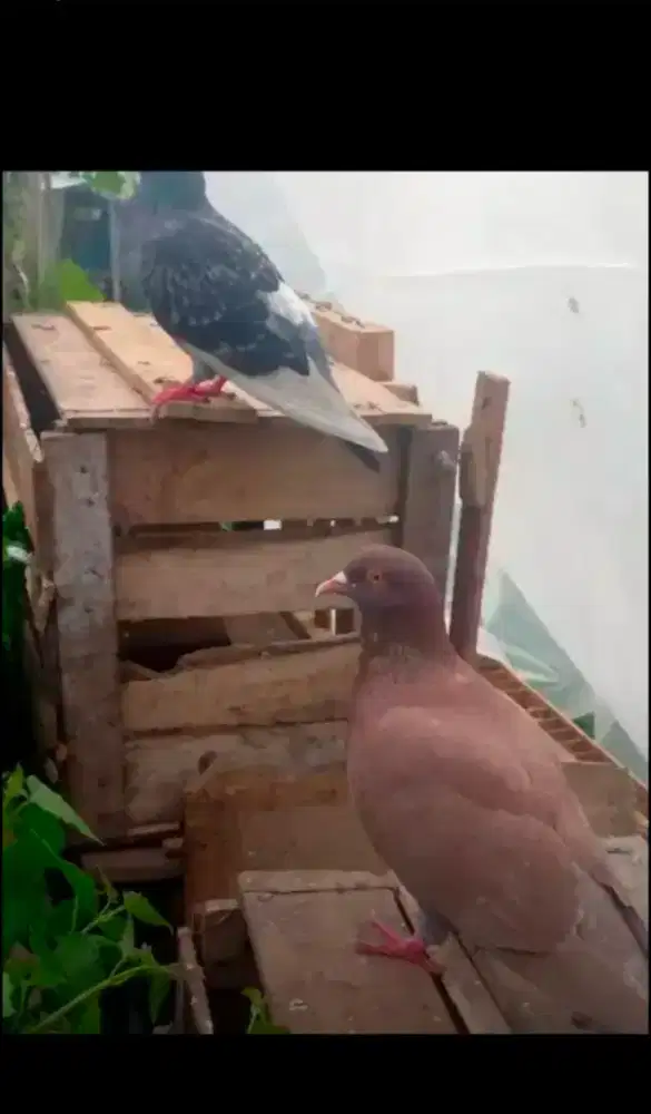Merpati balap cc kencang