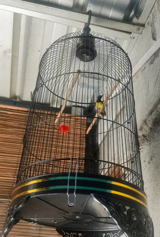 Burung Kolibri SG BURJA