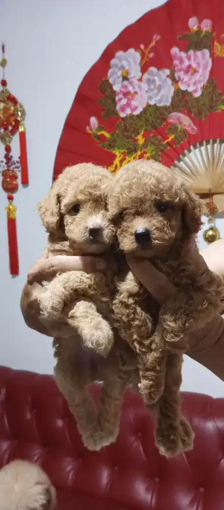 PUPPY TOYS PUDDLE JANTAN