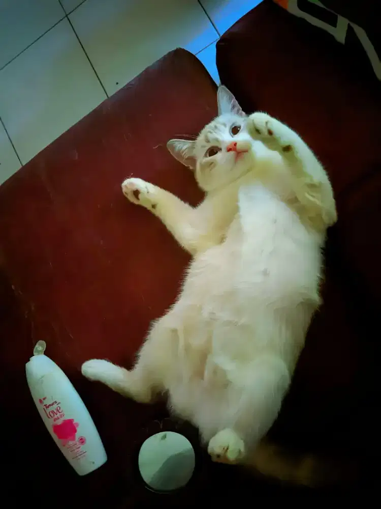 Kucing betina persia mix siam