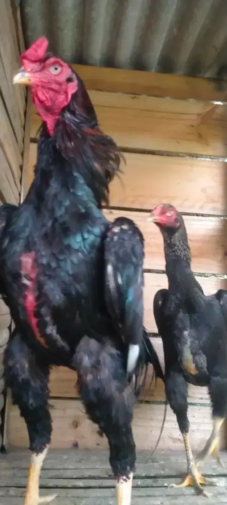 Jual sepasang ayam shamo jepangBuat pacek