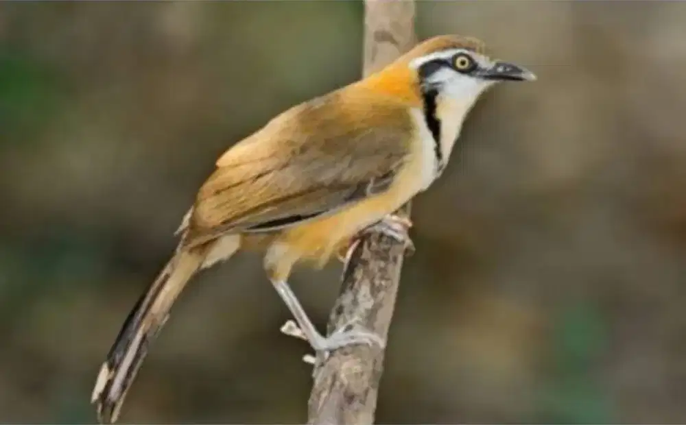 Burung Poksay Lasser