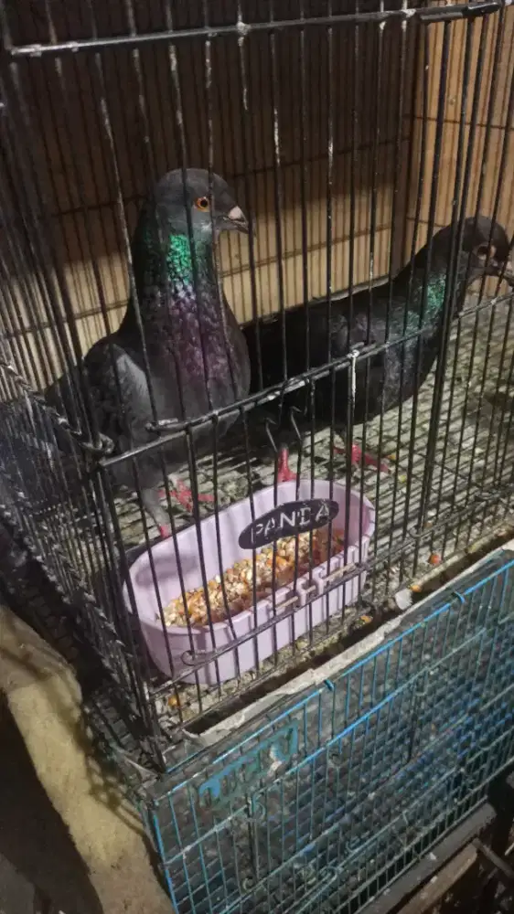 Merpati kolongan