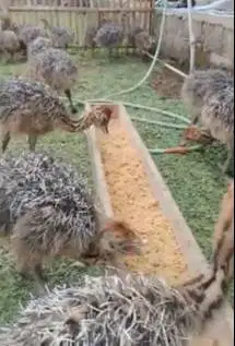 sepasang anakan burung ralksasa ostrich burung oenta 1 bulanan exotik