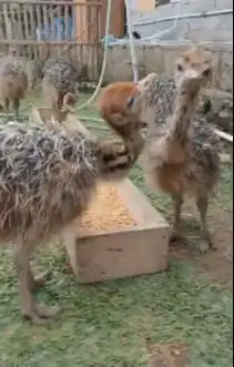 sepasang anakan burung ralksasa ostrich burung oenta 1 bulanan exotik