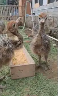 sepasang anakan burung oenta ostrich burung raksasa 1 bulanan exotik