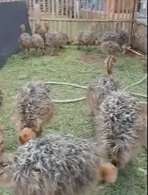 sepasang anakan burung oenta ostrich burung raksasa 1 bulanan exotik