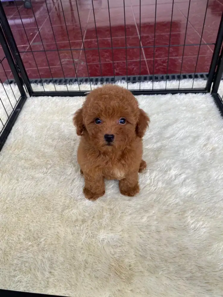 Red toy poodle jantan