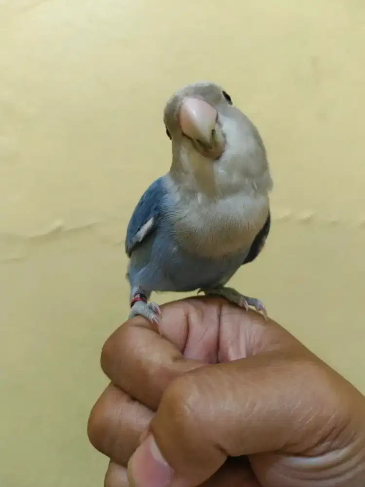 LOVEBIRD NONKLEP JINAK SKILL FF