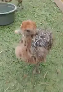 sepasang anakan burung raksasa ostrich burung oenta 1 bulanan langka