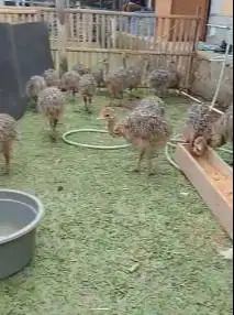 sepasang anakan burung raksasa ostrich burung oenta 1 bulanan langka