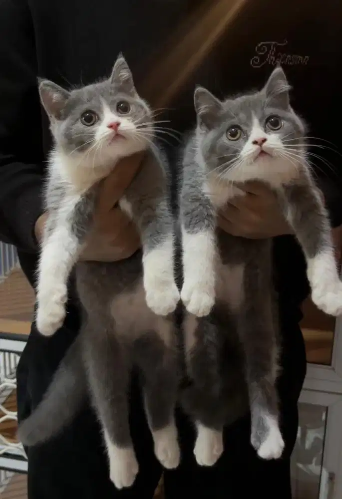 Sepasang bsh (british shorthair)