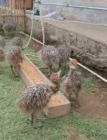sepasang anakan burung raksasa ostrich 1 bulanan burung oenta exotik