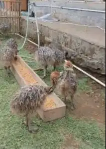 sepasang anakan burung raksasa ostrich burung oenta 1 bulanan exotik