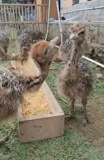 sepasang anakan burung raksasa ostrich burung oenta 1 bulanan exotik