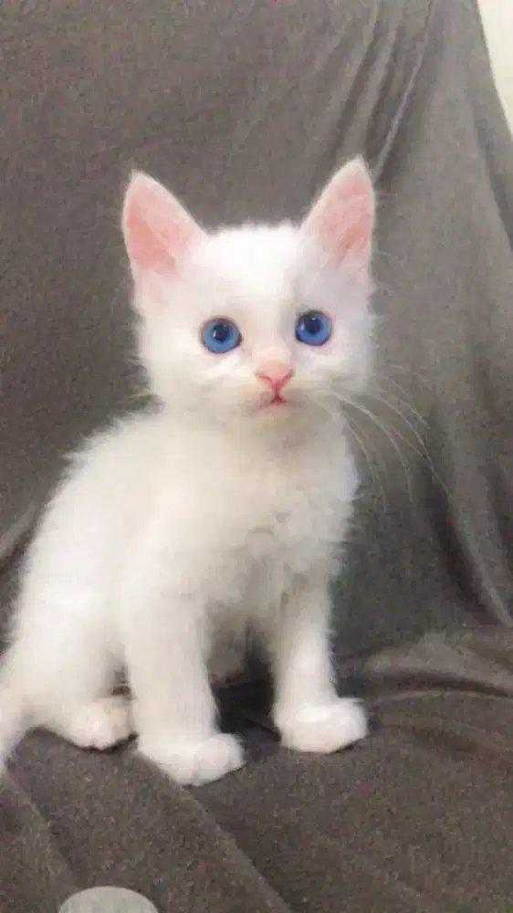 Kucing persia putih