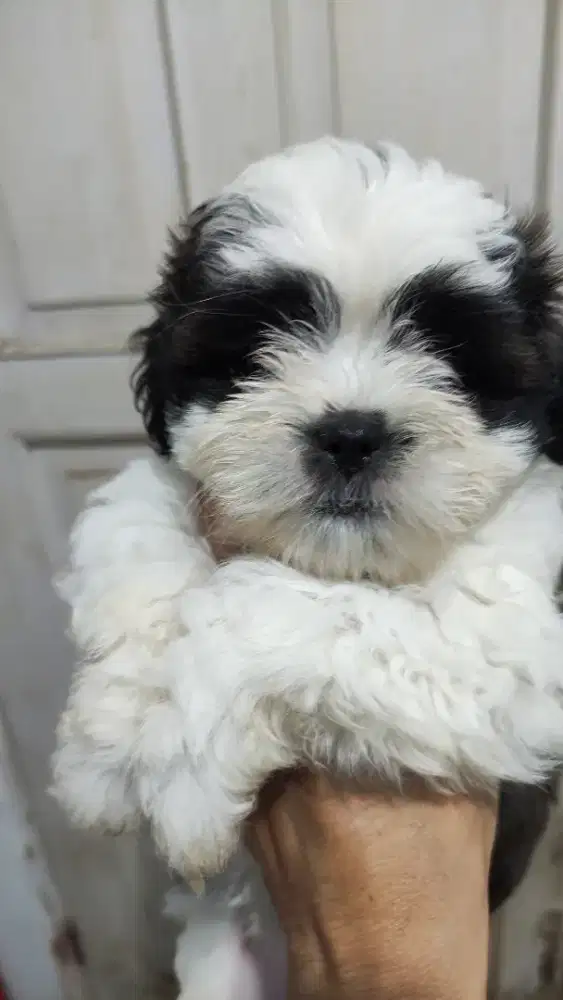 Anjing mix shitzu x pudel