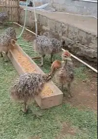 sepasang anakan burung oenta ostrich 1 bulanan burung raksasa ostrich