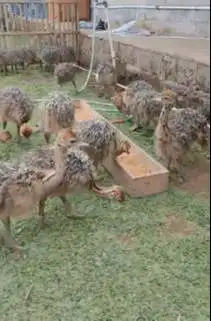 sepasang anakan burung oenta ostrich 1 bulanan burung raksasa ostrich