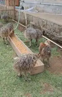 sepasang anakan burung oenta ostrich burung raksasa 1 bulanan exotik