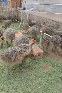 sepasang anakan burung oenta ostrich burung raksasa 1 bulanan exotik