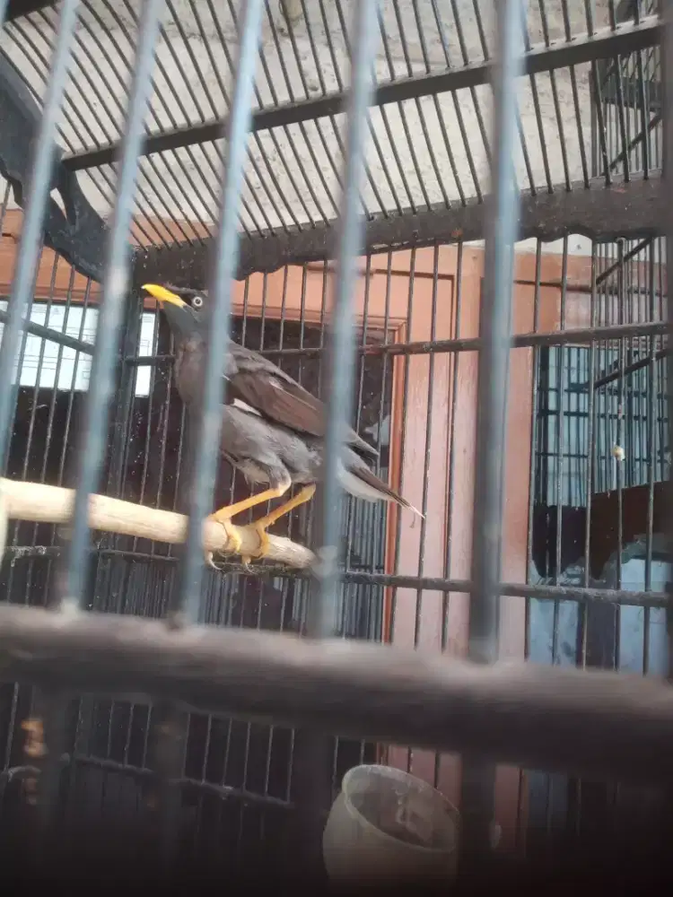 Burung jalak kebo msh muda