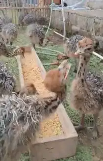 sepasang anakan burung oenta ostrich 1 bulanan burung raksasa exotik